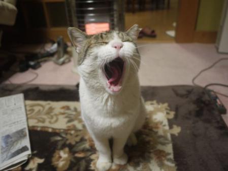 きの子