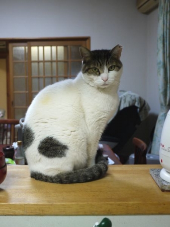 きの子