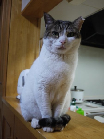 きの子