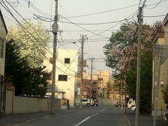 こぶしと桜
