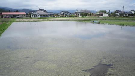 2012-4-27田んぼ