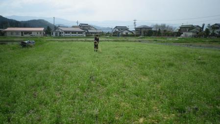 2012-4-30田んぼ1