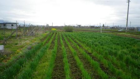 2012-5-2スペルト麦