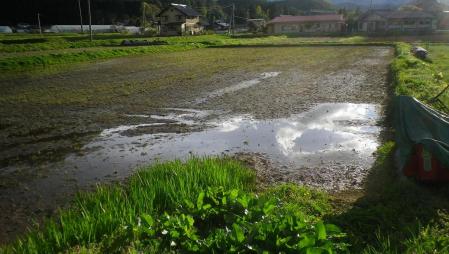 2012-5-4田んぼ