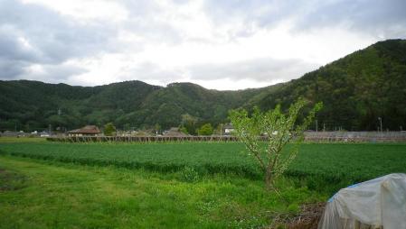 2012-5-4黒麦1