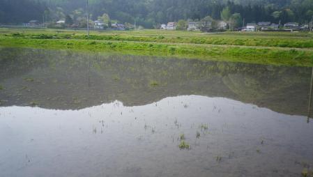 2012-5-8田んぼ