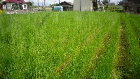 2012-5-11南部小麦