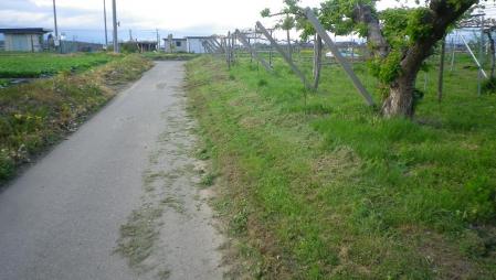 2012-5-11土手の草刈り