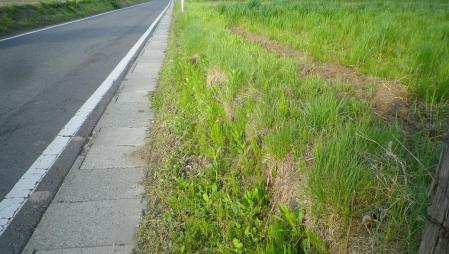 2012-5-12中仙道の土手