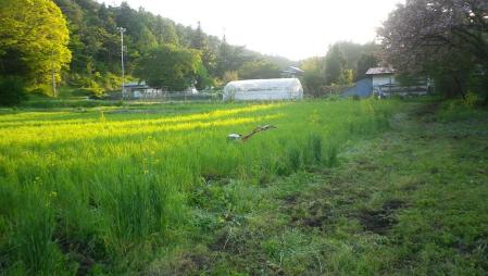 2012-5-13麦の溝つけ