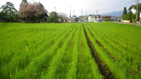 2012-5-13麦の溝つけ