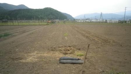 2012-5-17甘柿治郎柿
