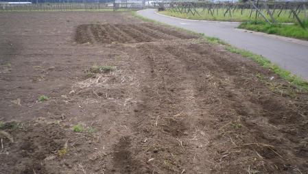 2012-5-17夏野菜1