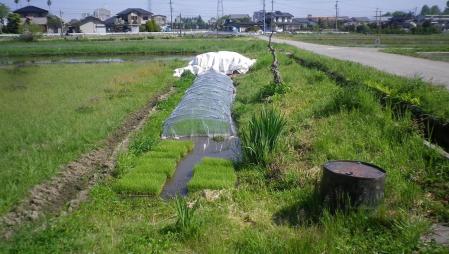 2012-5-19田んぼ