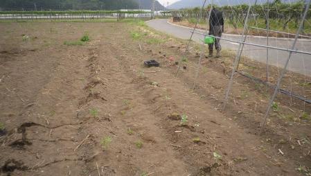 2012-5-31定植 (2)