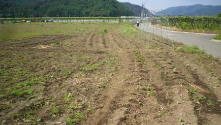 2012-6-3桔梗農園1