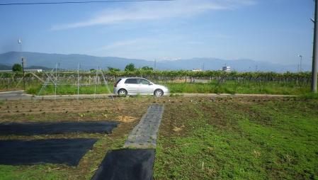 2012-6-3桔梗農園