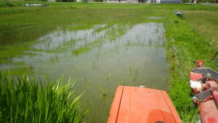 2012-6-3田んぼ