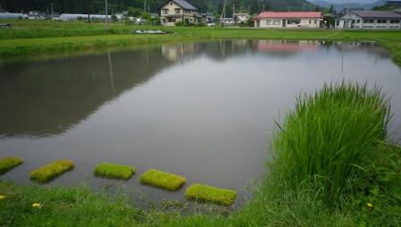 2012-6-5田んぼ.JPG (1)