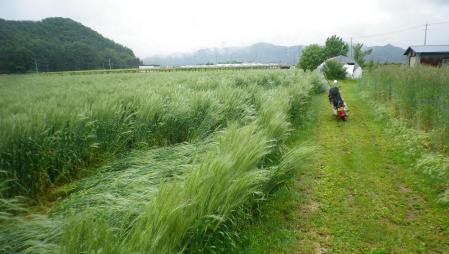 2012-6-10黒麦2