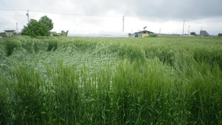 2012-6-10黒麦1