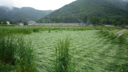 2012-6-10黒麦