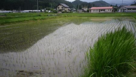 2012-6-15田んぼ2