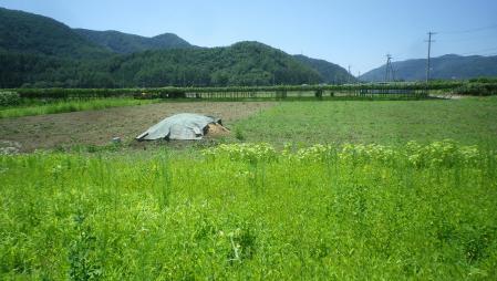 そば種まき準備3