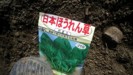 日本ほうれん草 (2)