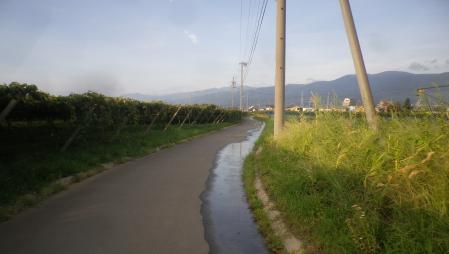 水やり作業 (5)