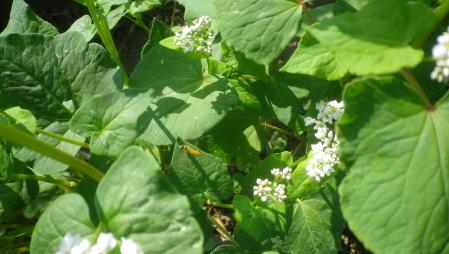 蕎麦の花に集まる虫 (3)