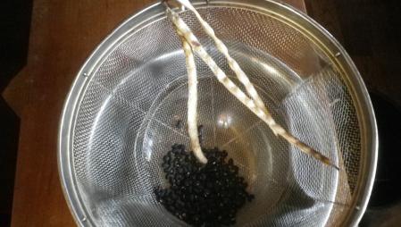 黒小豆