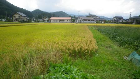 田んぼ (2)
