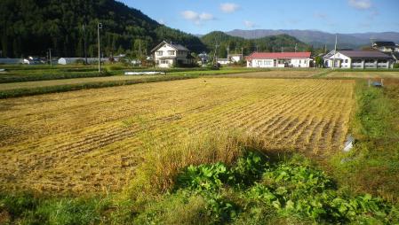 田んぼ (1)