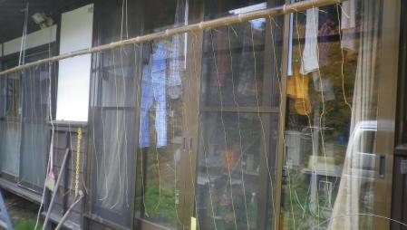 干し柿作り (3)