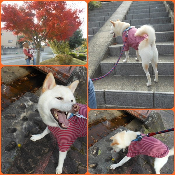 紅葉