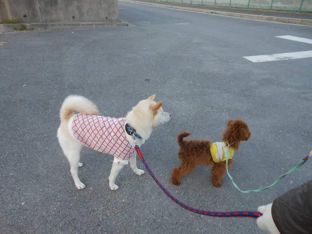 イモ山までお散歩⑥