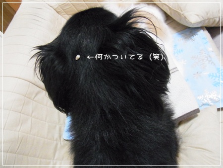 RIMG0007・2