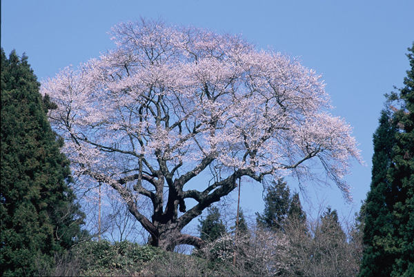 【一本桜の名桜】2