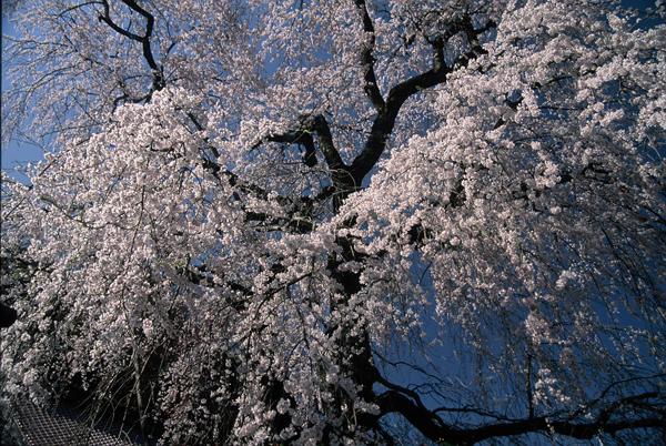 【一本桜の名桜】4