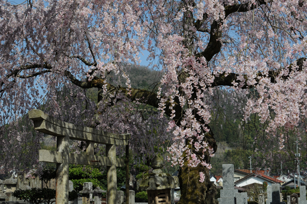 【一本桜の名桜】6