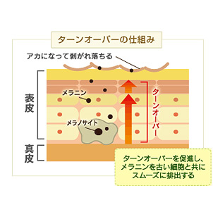 オリーブフォレスト ターンオーバーの正常化