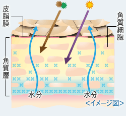 セラミド不足の肌