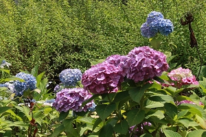 Img_063703.jpg