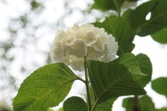 Img_064046.jpg