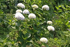 Img_064054.jpg