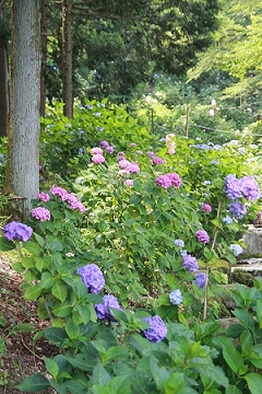 Img_064066.jpg