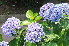 Img_064186.jpg