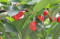 Img_064384.jpg