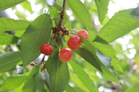 Img_064385.jpg